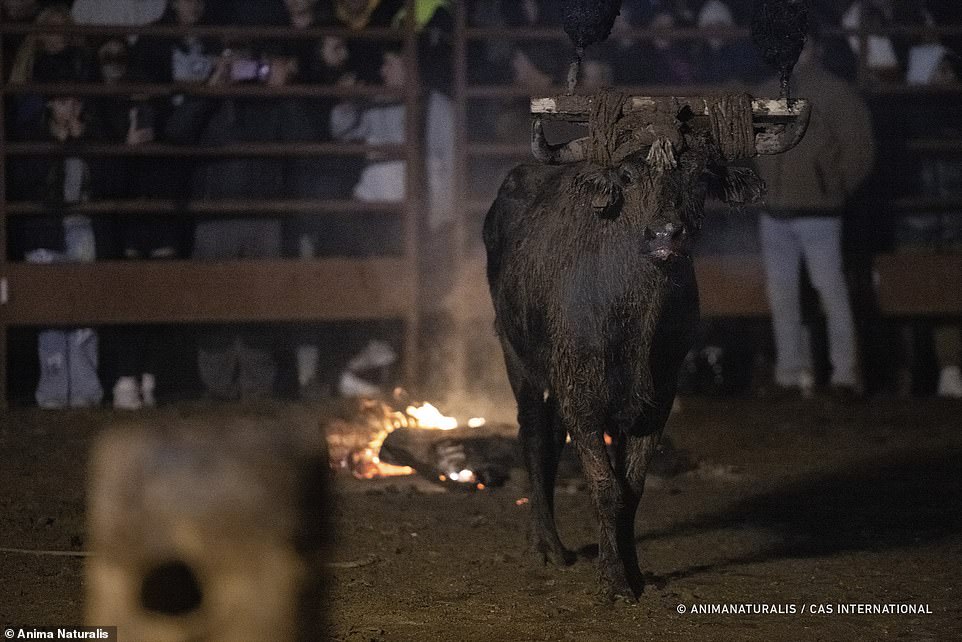 Last year, the bull collapsed in exhaustion after 48 minutes.  Pictured: a bull after the event this November