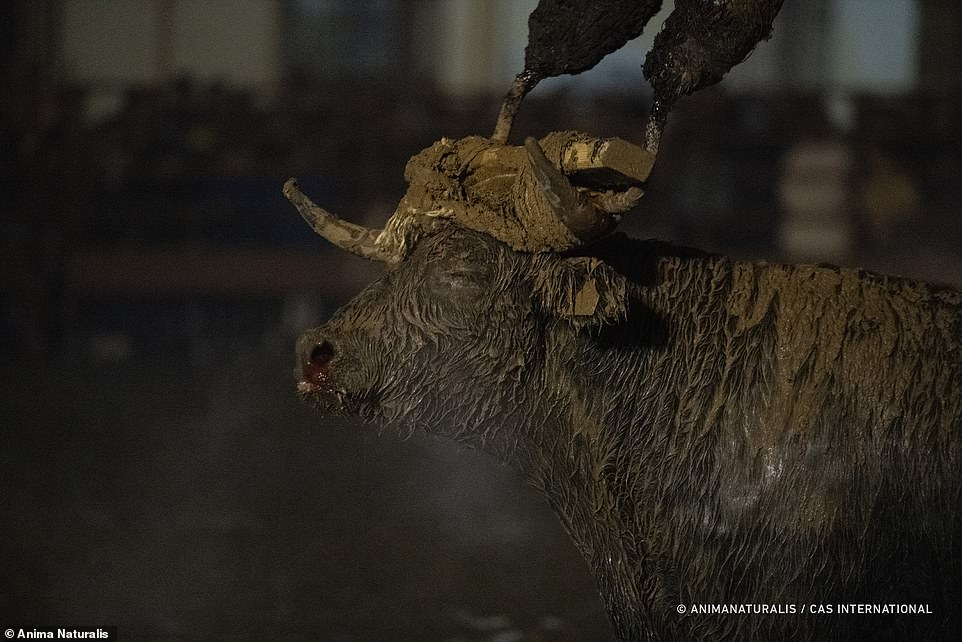 The bull can finally close its eyes as the event comes to an end, nose bloodied, covered in mud and with scorched horns