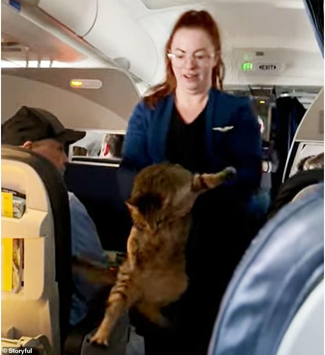 “She doesn't know how to hold a cat,” one passenger is heard giggling as the flight attendant gingerly leads the escapee back down the aisle