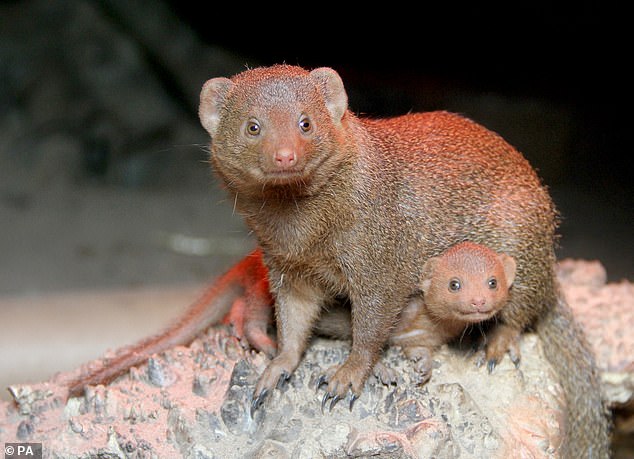 Dwarf mongooses' vigilance in the face of external threats may increase the odds of survival of their young