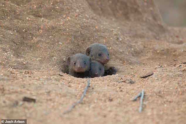 Scientists tracked the number of dwarf mongoose pups that survived three months after emerging from the breeding burrow.