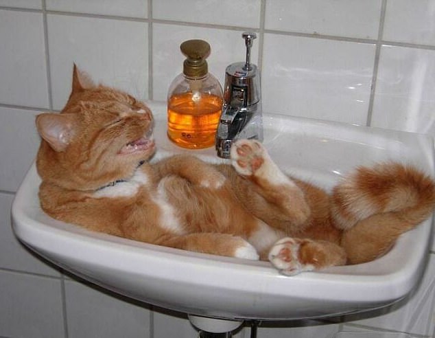 This cat is clearly not happy about ending up in the bathroom sink and is making his feelings known