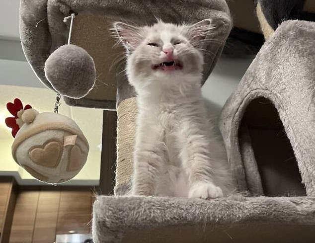 This young cat may be trying out his new playground for the first time and seems stuck