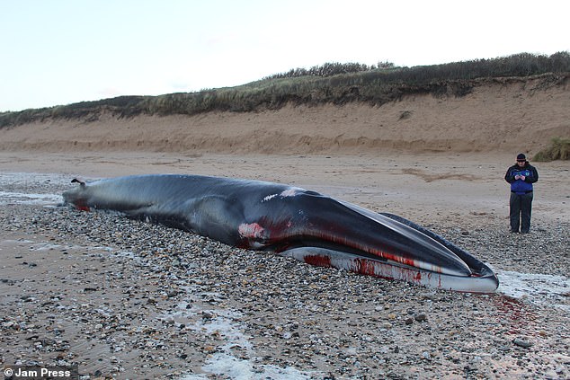 The mammal, found dead on Fistral beach in Newquay, was identified as a fin whale – the second largest in the world, measuring 17.5 meters in length.