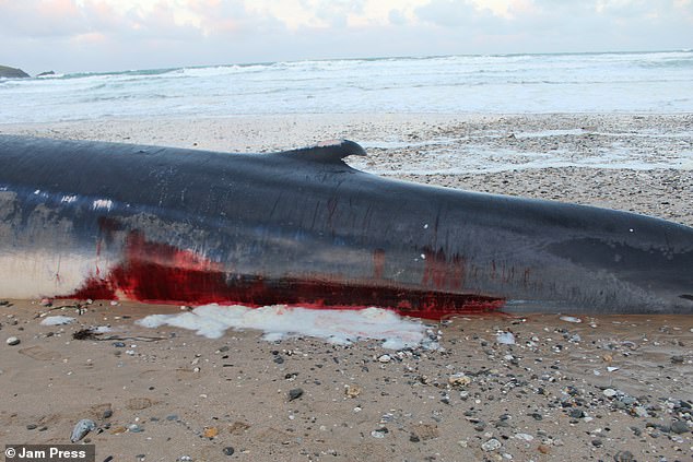 Photos taken this morning show the whale stretched out on the sand, with what appears to be blood around its mouth, stomach and fin