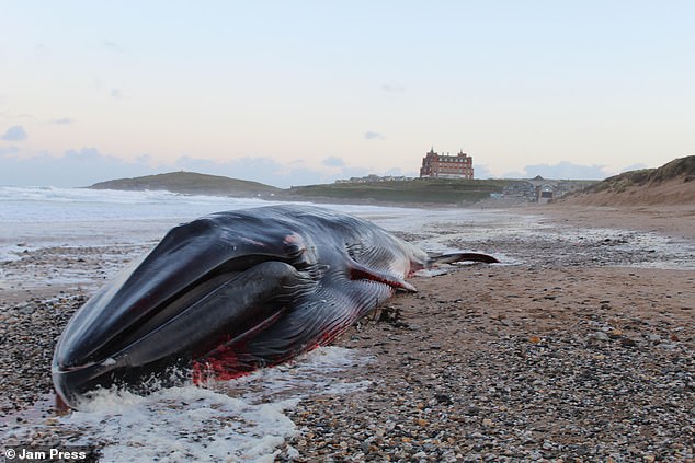 A volunteer from the Marine Stranding Network at Cornwall Wildlife Trust said the mammal has a 'high risk of blowing up' and would be 'very gassy and messy'.