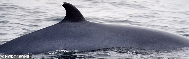 The 'snow tip' of a minke whale's dorsal fin seen in the Hebrides, pictured last month at the same spot the whale has frequented for 27 years