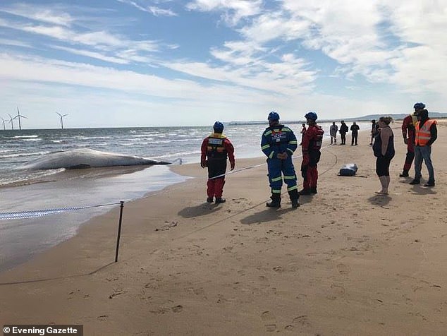 Emergency services deposit a minke whale carcass in Redcar, Teesside, in June 2021