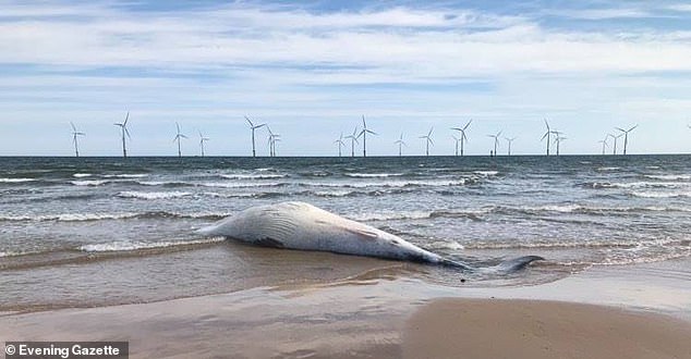 It is believed that the minke whale can grow up to 12 meters in height and is usually seen in the North Sea