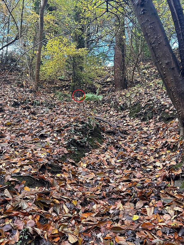 Stuart Macleod's dog Kaisie can be seen disguised under leaves at the back