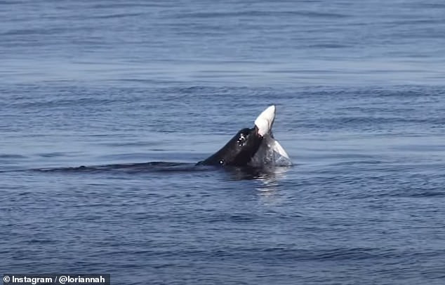 It's common to see California coastal sea lion populations eating small fish, such as sardines, according to marine scientists, although violent combat between sea lions and sharks is not unusual.