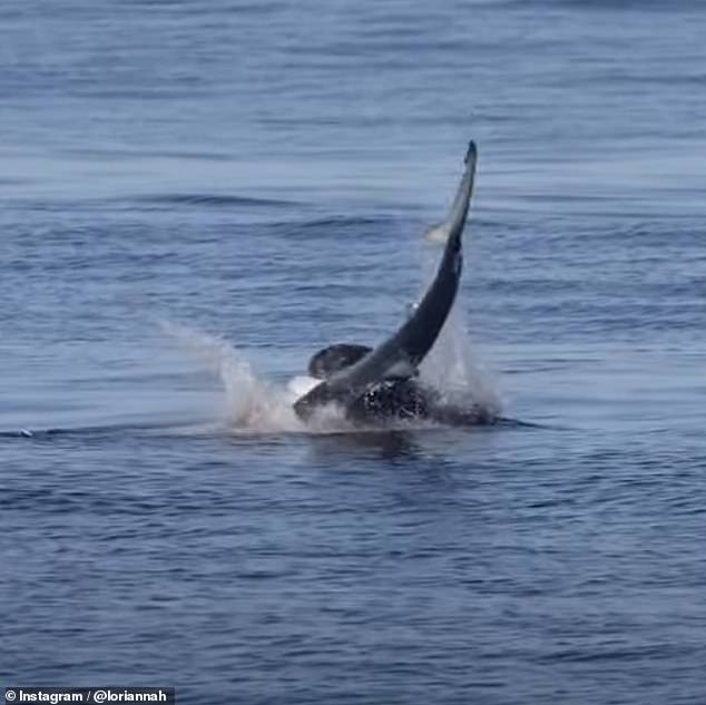 According to Bader, large sea lions will drag a creature to the surface because it is easier to swing and tear apart their prey in the open air.