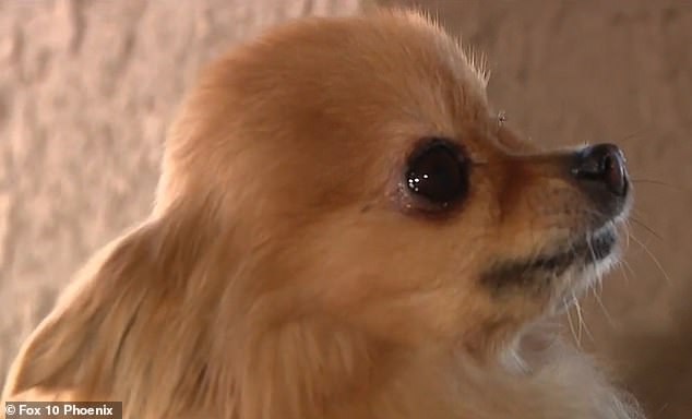 The small four-pound animal was microchipped and last week the Gonzalez family received a call from White Tanks Animal Hospital in Surprise saying the missing puppy had been surrendered.