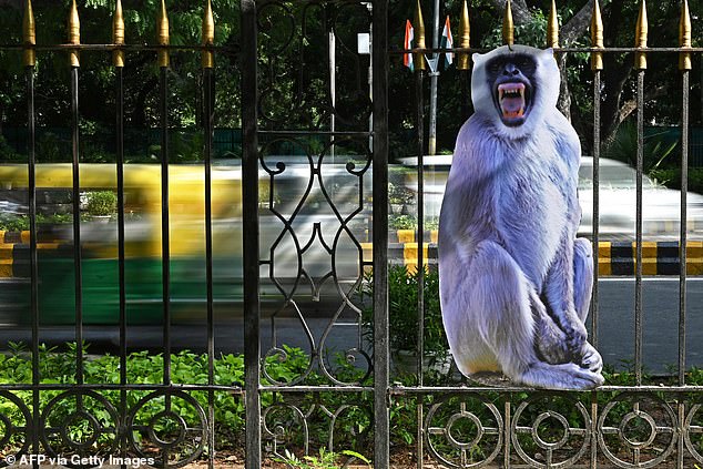 Officials in New Delhi used cutouts of langurs to deter other monkeys when the city hosted the G20 summit in September