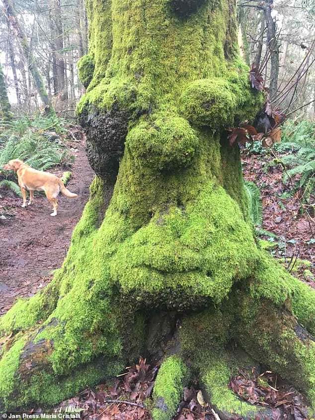 Maria Cristalli from Seattle, Washington, USA, was walking when she saw Homer Simpson's face sticking out of a large tree