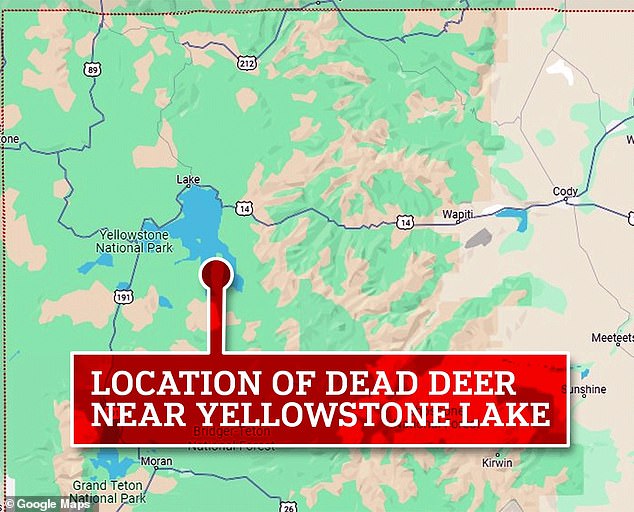 The carcass of the injured buck was tracked to a peninsula along the southern edge of Yellowstone Lake, via a GPS collar fitted last March to study population dynamics.