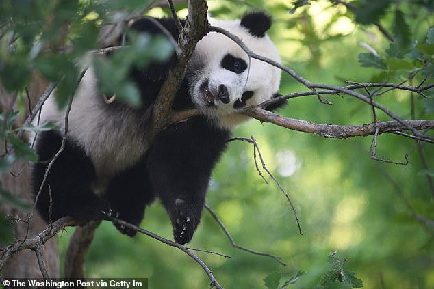 The US has just four pandas after the Washington DC bears (above) returned to China