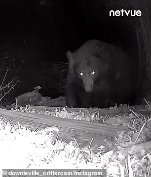 This week, another bear wandered into a nearby yard