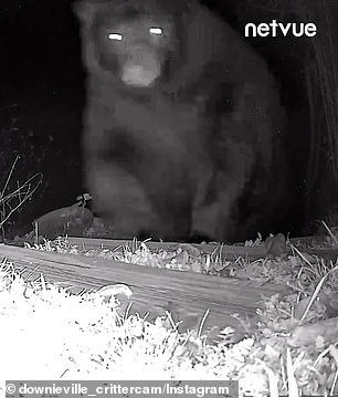 He walked past the camera to sniff around the garden