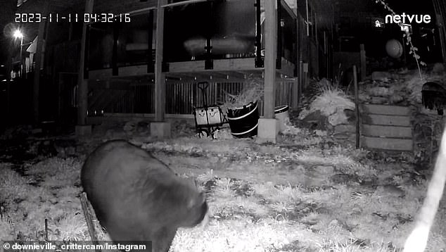 CCTV footage recently captured a curious bear in the area