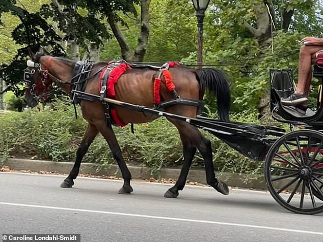 The 26-year-old horse is pictured working in Central Park, with his ribs visible