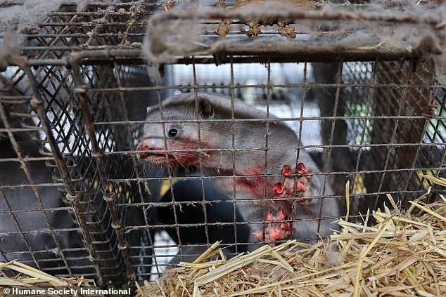 You can see injured animals fighting for survival in cages.  The moving material was captured by independent animal rights researchers during more than a hundred farm visits