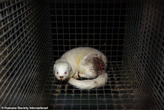 An injured white mink