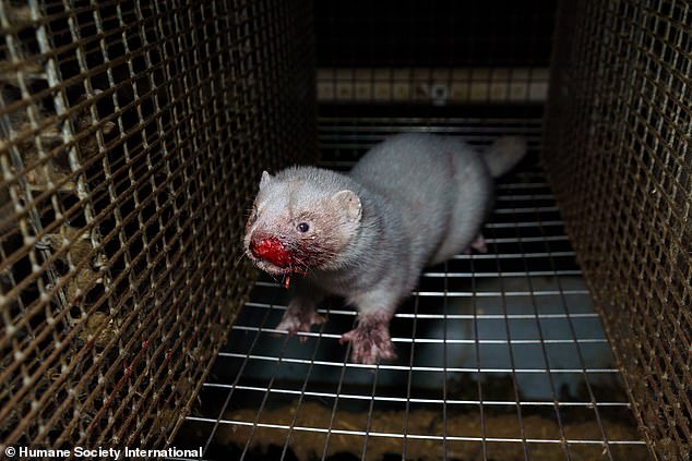 A white mink with its nose missing