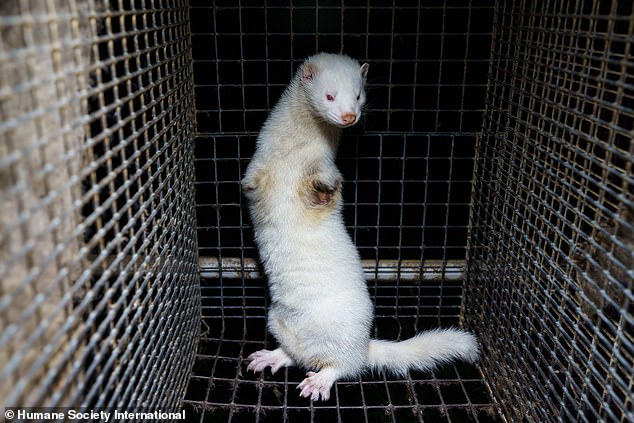 A white mink missing a claw