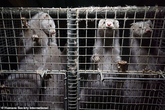 Mink are kept in cramped conditions on one of the farms