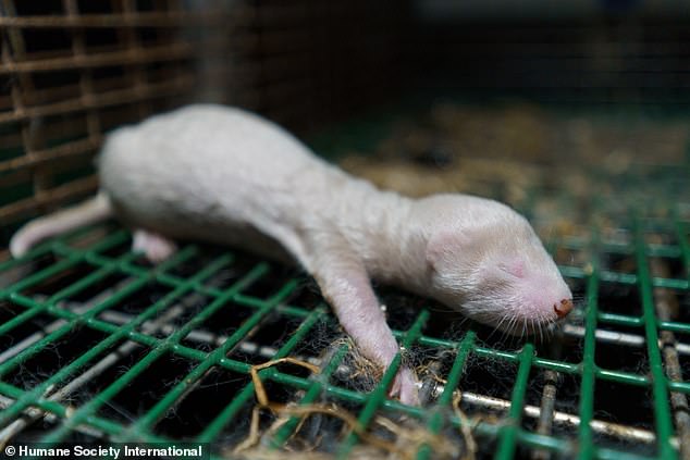 A white mink with facial deformity