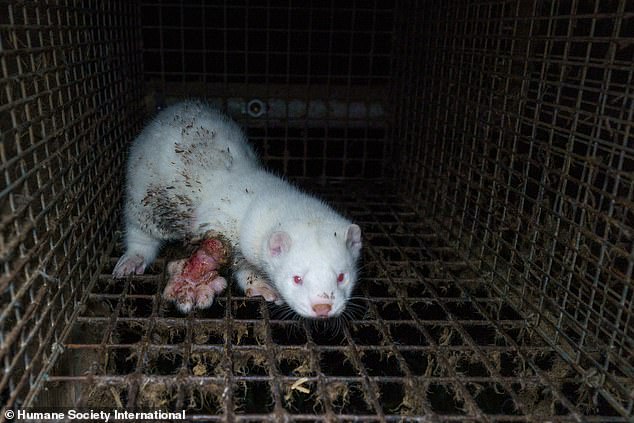 An injured white mink