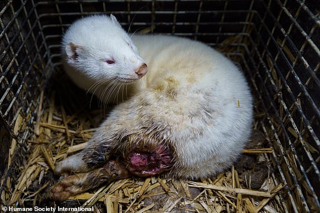 An injured white mink