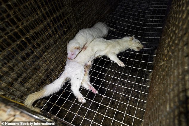 A dead white mink in a cage