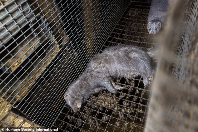 A dead animal in one of the cages