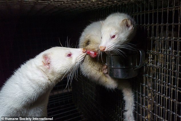 An injured white mink