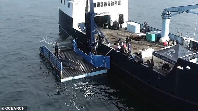 The migration began around mid-October and will continue until early December, said OCEARCH Senior Advisor for Science & Academics Dr.  Bob Hueter.