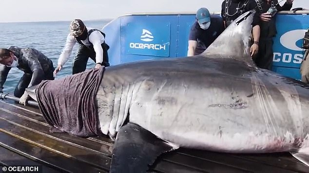 More of these large sharks are expected to grace the warm currents off Florida's east coast, eventually reaching the Gulf of Mexico