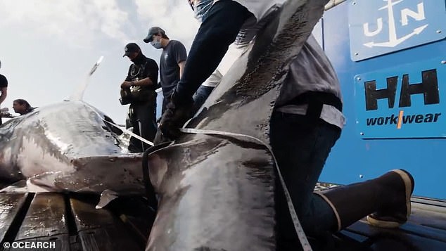 The great white, the ocean's most feared predator, typically reaches lengths of more than 20 feet and can weigh more than 2,500 pounds