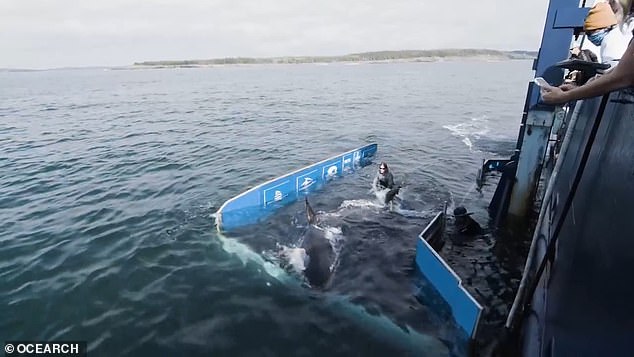 OCEARCH is a non-profit organization that researches giant creatures in the ocean