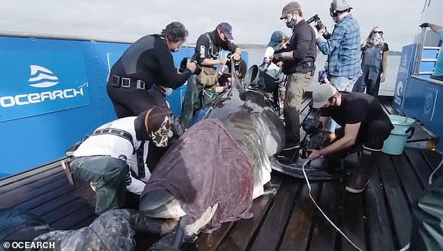 During the group's expedition, scientists bring great white sharks aboard, tag them and monitor their activities