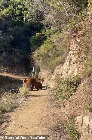 The bears continued to charge towards the runner