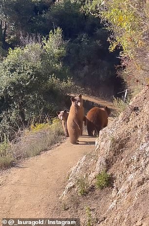 A cub stood up after noticing the runner