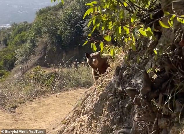 1700251904 78 Terrifying moment runner comes face to face with a mother bear and