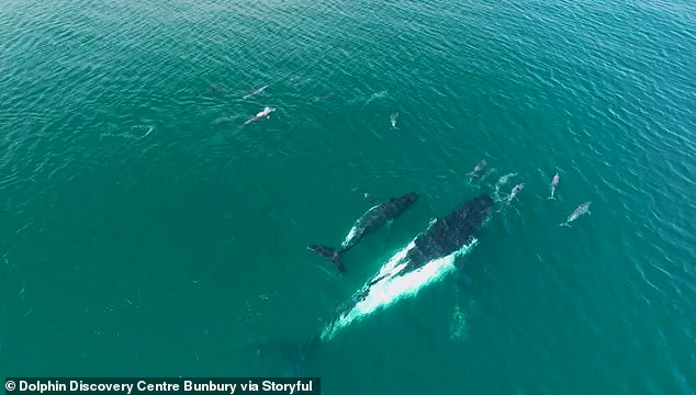 A pod of dolphins has guided a humpback whale and her calf back to their migration route near the coastline of Western Australia