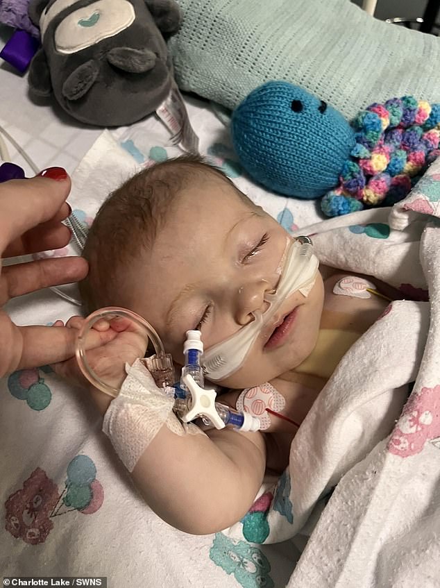 Ava pictured in hospital for her open heart surgery.  Ms Lake said 'putting her to sleep was the most traumatic part' and she feared it could be the last time they saw her