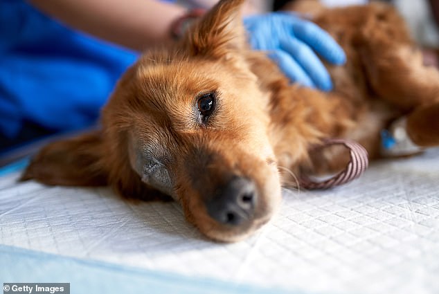 Officials say the socially active animal is most likely to contract the infection through close contact with multiple other dogs, including daycares, dog parks, groomers and boarding houses.