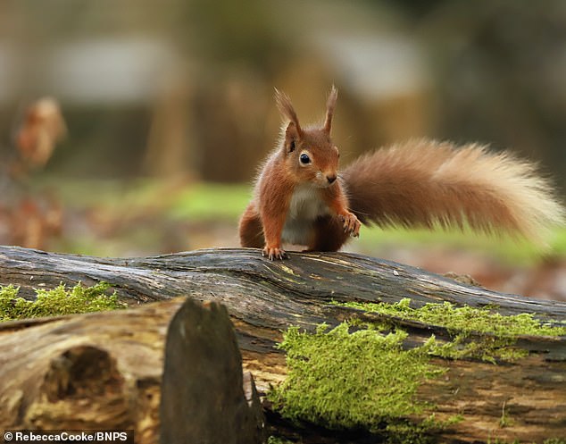 Brownsea Island is a popular nature reserve and is known for its colony of endangered red squirrels