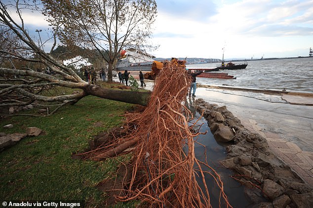 A view of a damaged tree after the stranded cargo ship Pallada drifted due to the storm in the Eregli district of Zonguldak on Monday