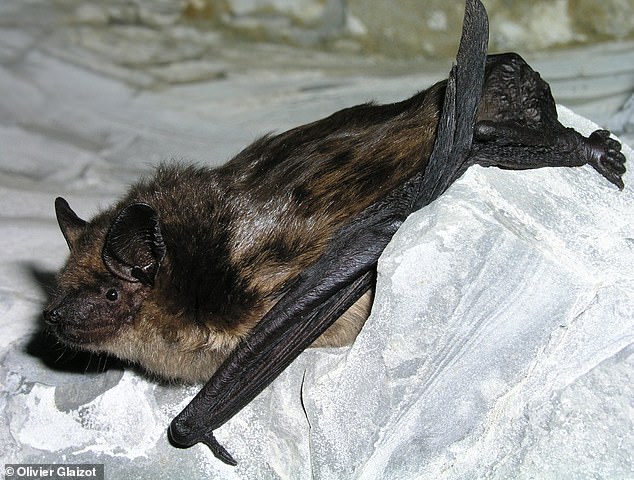 For the study, the researchers installed cameras in two locations – a church attic in the Netherlands and a bat rehabilitation center in Ukraine